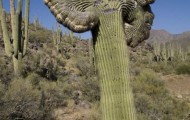 Giant Saguaro cactus