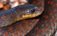 New species of the Amazon