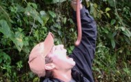 Australian giant earthworm