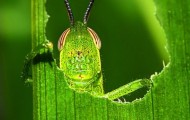 Beautiful macro photos