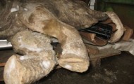 Mammoth found on the Yamal Peninsula