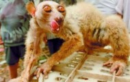 An alien in China