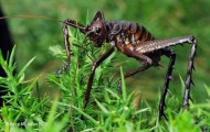 The largest insect
