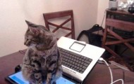 Demon cats!!!