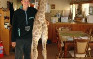 Home giraffe Finney