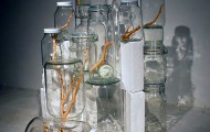 Huge tree branch growing through glass jars