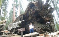 Trees tunnels