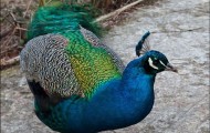 Zoo Fairy Tale in Yalta