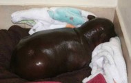 Newborn hippo Harry