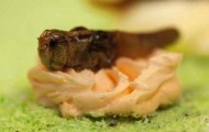 Cakes nasty insects