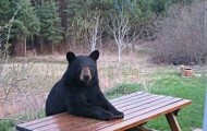 Cute animals sitting like humans