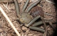 Most dangerous spiders