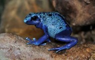 The most deadly poisonous frogs in the world.