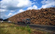 Byholma: The world’s largest deposit of timber