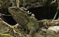 The most biggest reptiles