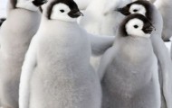 Penguins in Antarctica
