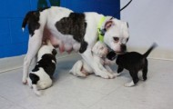 Puppies are out of the suitcase