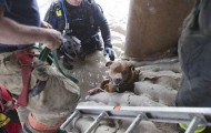 Rescue dogs