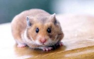 Hamster come back dead