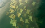 Surprising migration of 10000 rays