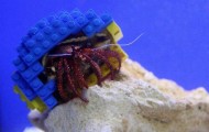 The best photos of animals