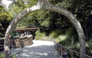 11 Strangest Trees on Earth