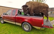 Caster Bison, awesome pet