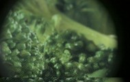 Feel like a vegetable!