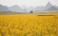 Flowering canola