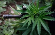 The marijuana