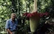 Rare flowers on earth