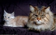 The biggest cat in the world