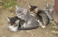 Cats is recommended