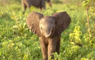 The charming little elephant