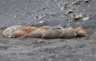 Everyday life of elephant seals