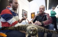 Dutch flying cat