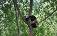 Giant pandas at Beijing Zoo