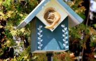 Squirrel relocation