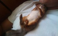 An unusual companion of a taxi driver
