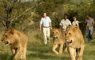 Extreme walk with lions
