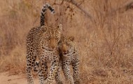 Animals: Mother�s Love