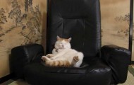 Cat, comprehended nirvana