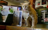 Can the mayor be a cat?