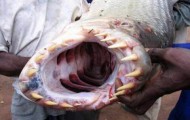 Odd fishes you didn't know about
