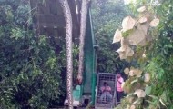 Photo of huge snake (55ft): biggest snake in the world