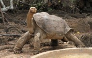 Died Lonesome George