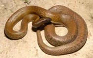 Most venomous snakes