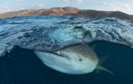 Best National Geographic photography for six months