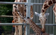 A newborn giraffe