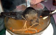 Bat Soup, Delicious!